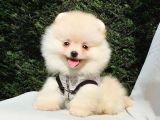 Pomeranian Boo Teddy Bear Yavrular