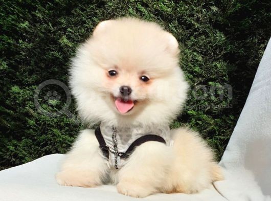 Pomeranian Boo Teddy Bear Yavrular görsel
