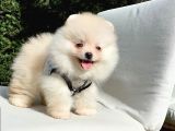 Pomeranian Boo Teddy Bear Yavrular