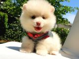 Pomeranian Boo Teddy Bear Yavrular