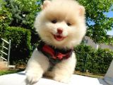 Pomeranian Boo Teddy Bear Yavrular