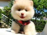 Pomeranian Boo Teddy Bear Yavrular
