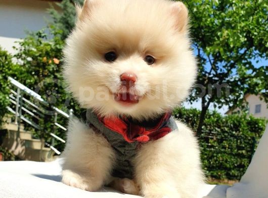 Pomeranian Boo Teddy Bear Yavrular görsel