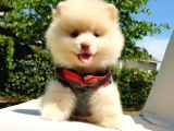 Pomeranian Boo Teddy Bear Yavrular