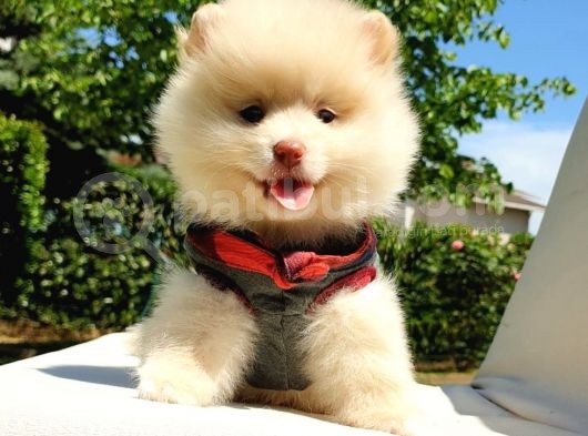 Pomeranian Boo Teddy Bear Yavrular görsel