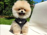 Ayı Surat Tıraşlı Pomeranian Boo Yavrularımız