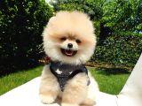 Ayı Surat Tıraşlı Pomeranian Boo Yavrularımız