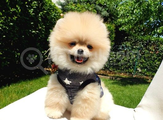 Ayı Surat Tıraşlı Pomeranian Boo Yavrularımız görsel