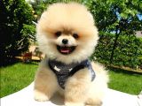 Ayı Surat Tıraşlı Pomeranian Boo Yavrularımız
