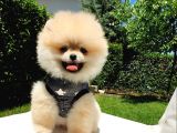 Ayı Surat Tıraşlı Pomeranian Boo Yavrularımız