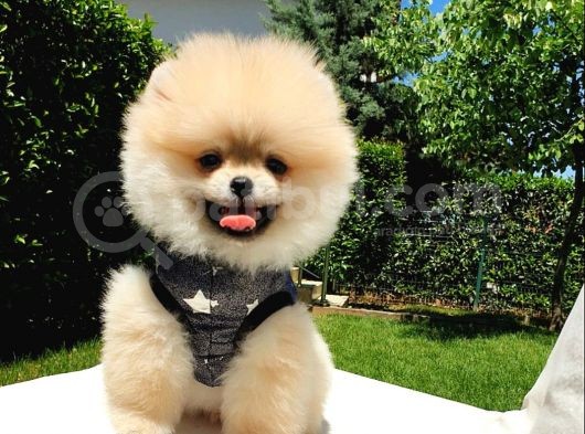 Ayı Surat Tıraşlı Pomeranian Boo Yavrularımız