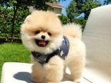 Ayı Surat Tıraşlı Pomeranian Boo Yavrularımız
