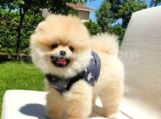 Ayı Surat Tıraşlı Pomeranian Boo Yavrularımız görsel
