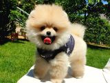 Ayı Surat Tıraşlı Pomeranian Boo Yavrularımız