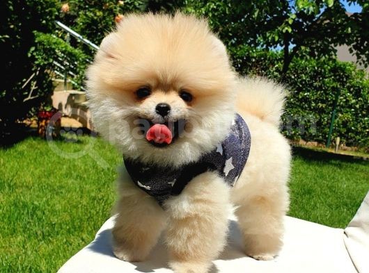 Ayı Surat Tıraşlı Pomeranian Boo Yavrularımız görsel