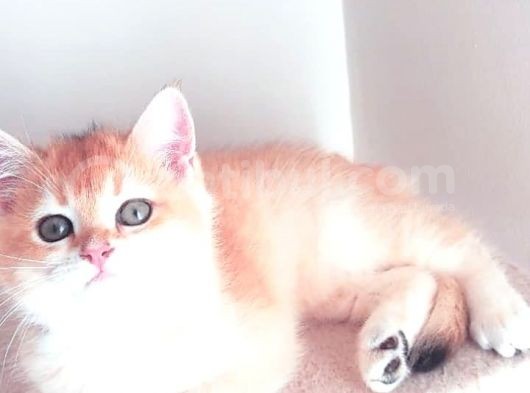 Golden Bebekler Açıklamayı Okuyalım Son Derece Sağlıklı görsel
