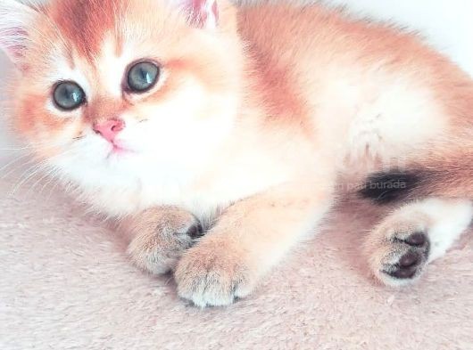 Golden Bebekler Açıklamayı Okuyalım Son Derece Sağlıklı görsel