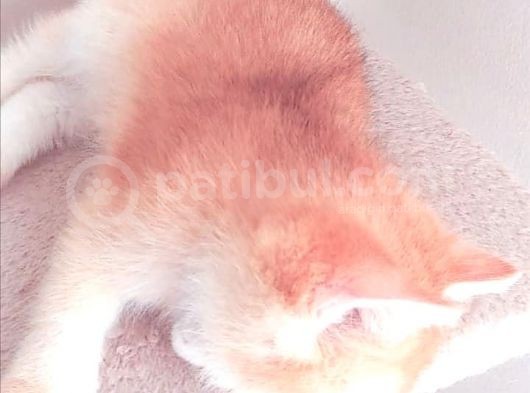 Golden Bebekler Açıklamayı Okuyalım Son Derece Sağlıklı görsel