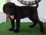 Türkiye'Nin En İyileri Muhteşem Cane Corso Yavrular