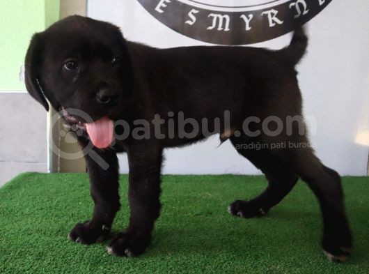 Türkiye'Nin En İyileri Muhteşem Cane Corso Yavrular görsel