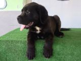 Türkiye'nin En İyileri Muhteşem Cane Corso Yavrular