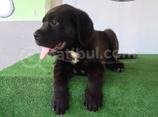 Türkiye'Nin En İyileri Muhteşem Cane Corso Yavrular