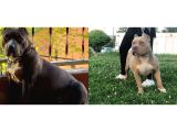 American bully yavrularımız 