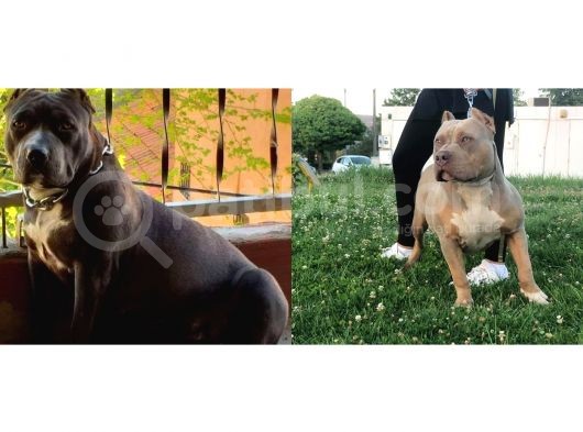 American Bully Yavrularımız 