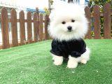 Teddy Face Ayı Surat Pomerani̇an Boo Yavrularımız