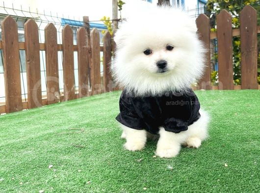Teddy Face Ayı Surat Pomerani̇an Boo Yavrularımız