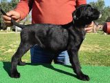 Türkiye'Nin En İyileri Muhteşem Cane Corso Yavrular