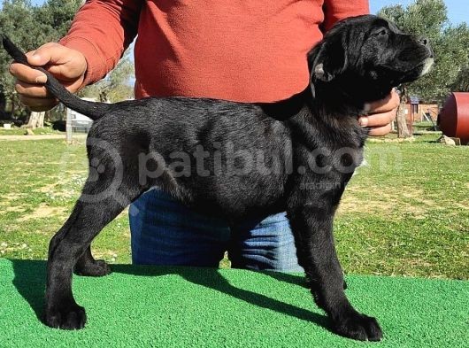 Türkiye'Nin En İyileri Muhteşem Cane Corso Yavrular görsel