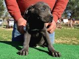 Türkiye'Nin En İyileri Muhteşem Cane Corso Yavrular