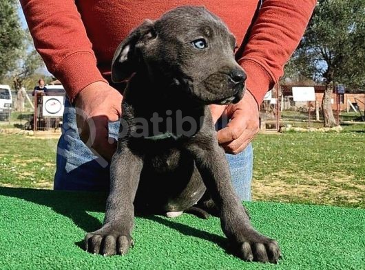 Türkiye'Nin En İyileri Muhteşem Cane Corso Yavrular görsel