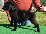Türkiye'Nin En İyileri Muhteşem Cane Corso Yavrular