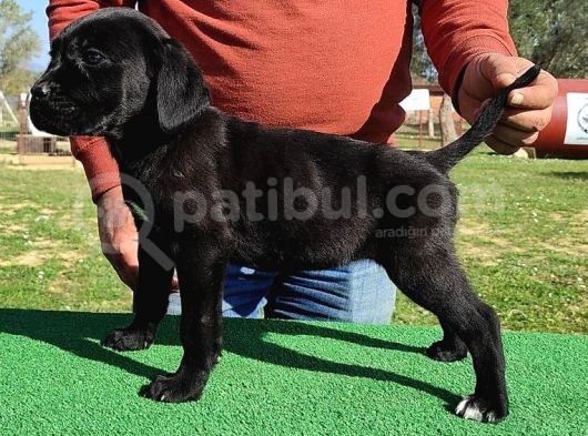 Türkiye'Nin En İyileri Muhteşem Cane Corso Yavrular görsel