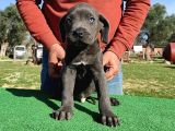 Türkiye'Nin En İyileri Muhteşem Cane Corso Yavrular