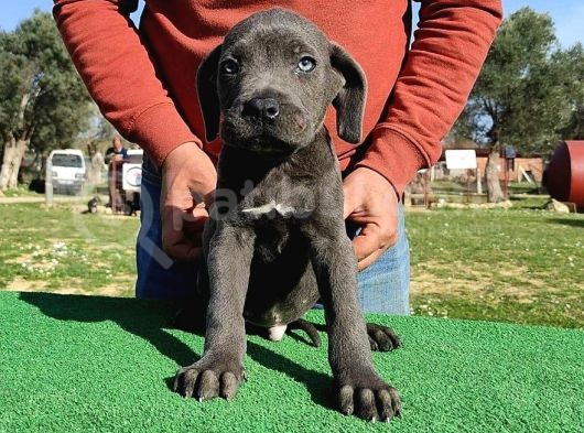 Türkiye'Nin En İyileri Muhteşem Cane Corso Yavrular görsel