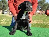 Türkiye'Nin En İyileri Muhteşem Cane Corso Yavrular