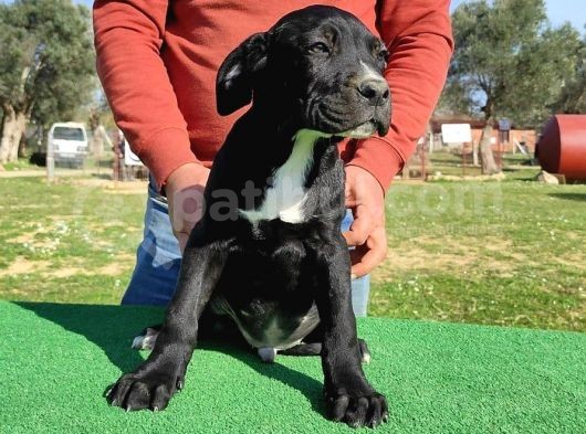 Türkiye'Nin En İyileri Muhteşem Cane Corso Yavrular görsel
