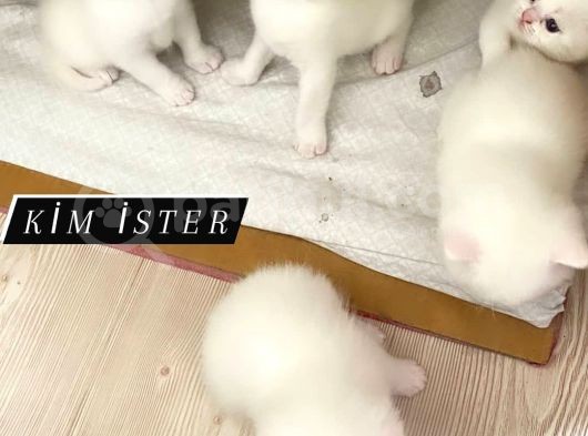 Muhteşem Bebekler görsel