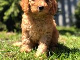 Safkan Dişi Poodle