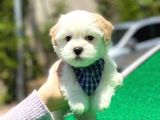 Yakışıklı Malti̇poo