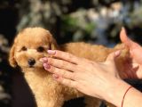 Tea Cup Poodle