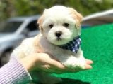 Maltese Terrier Oğlumuz