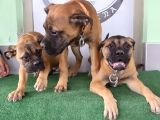 Türkiye'de Tek Muhteşem Bull Mastiff Yavrular
