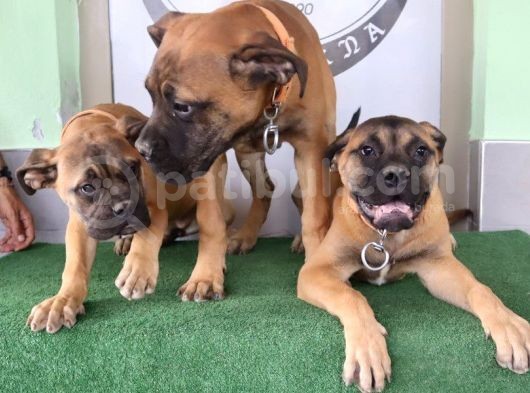 Türkiye'De Tek Muhteşem Bull Mastiff Yavrular