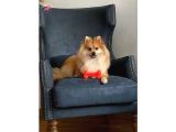 1 Yaşında Eğitimli Erkek Pomeranian