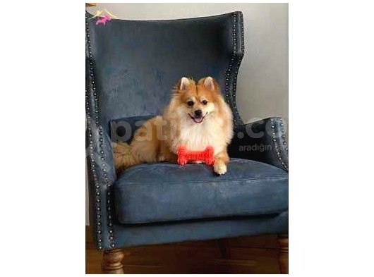 1 Yaşında Eğitimli Erkek Pomeranian görsel