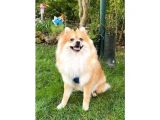 1 Yaşında Eğitimli Erkek Pomeranian